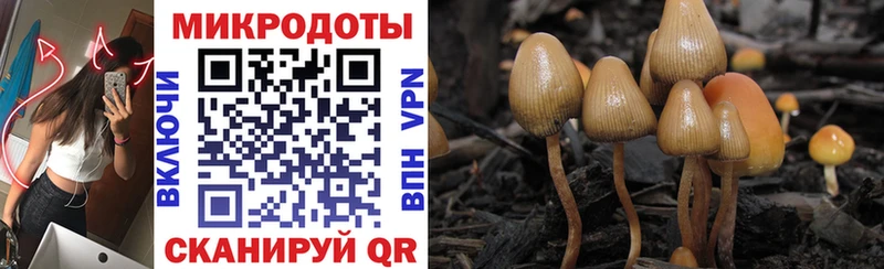 kraken   Жигулёвск  Галлюциногенные грибы Psilocybine cubensis 